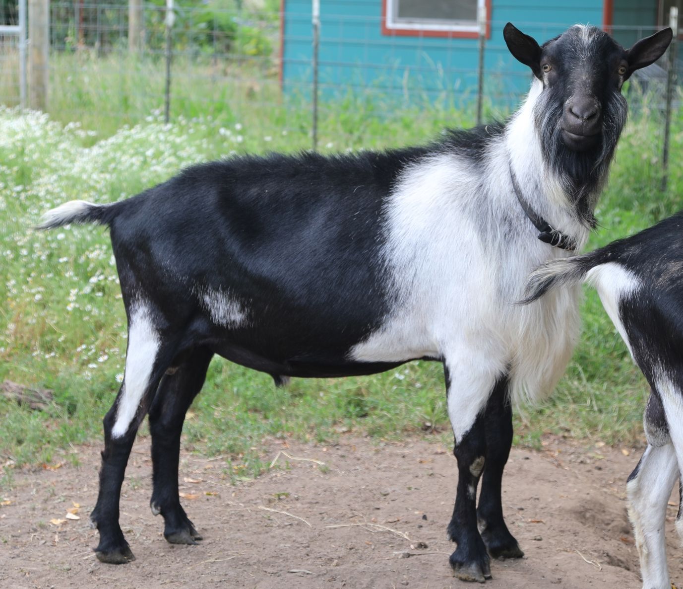 Bolero at Missdee's French Alpine Dairy Goats